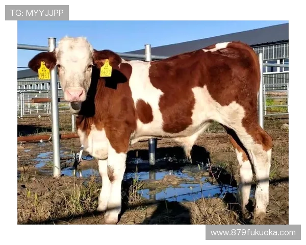 揭秘尊龙凯时网娱乐的各种游戏玩法与规则